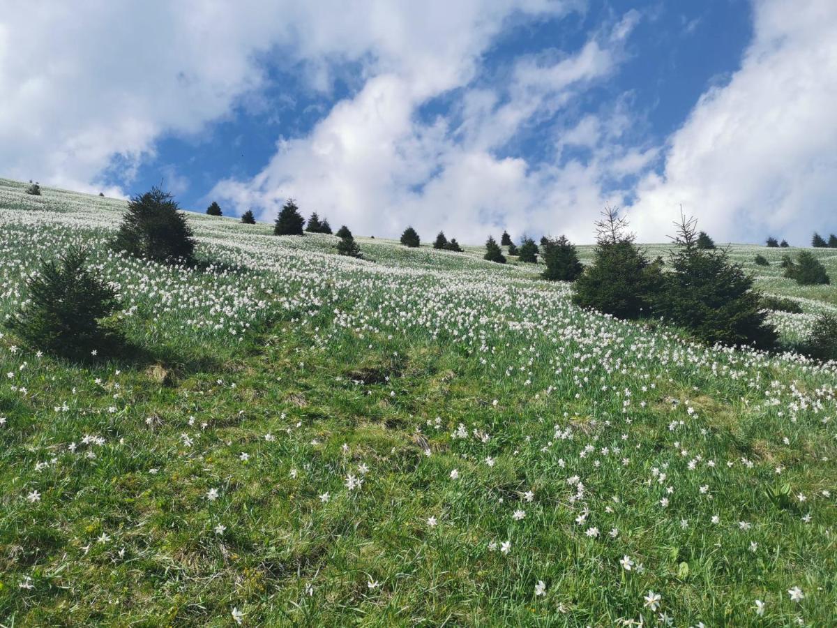 Apartma Rekar - A House, Where You Can Relax In The Embrace Of Nature Jesenice Exteriör bild